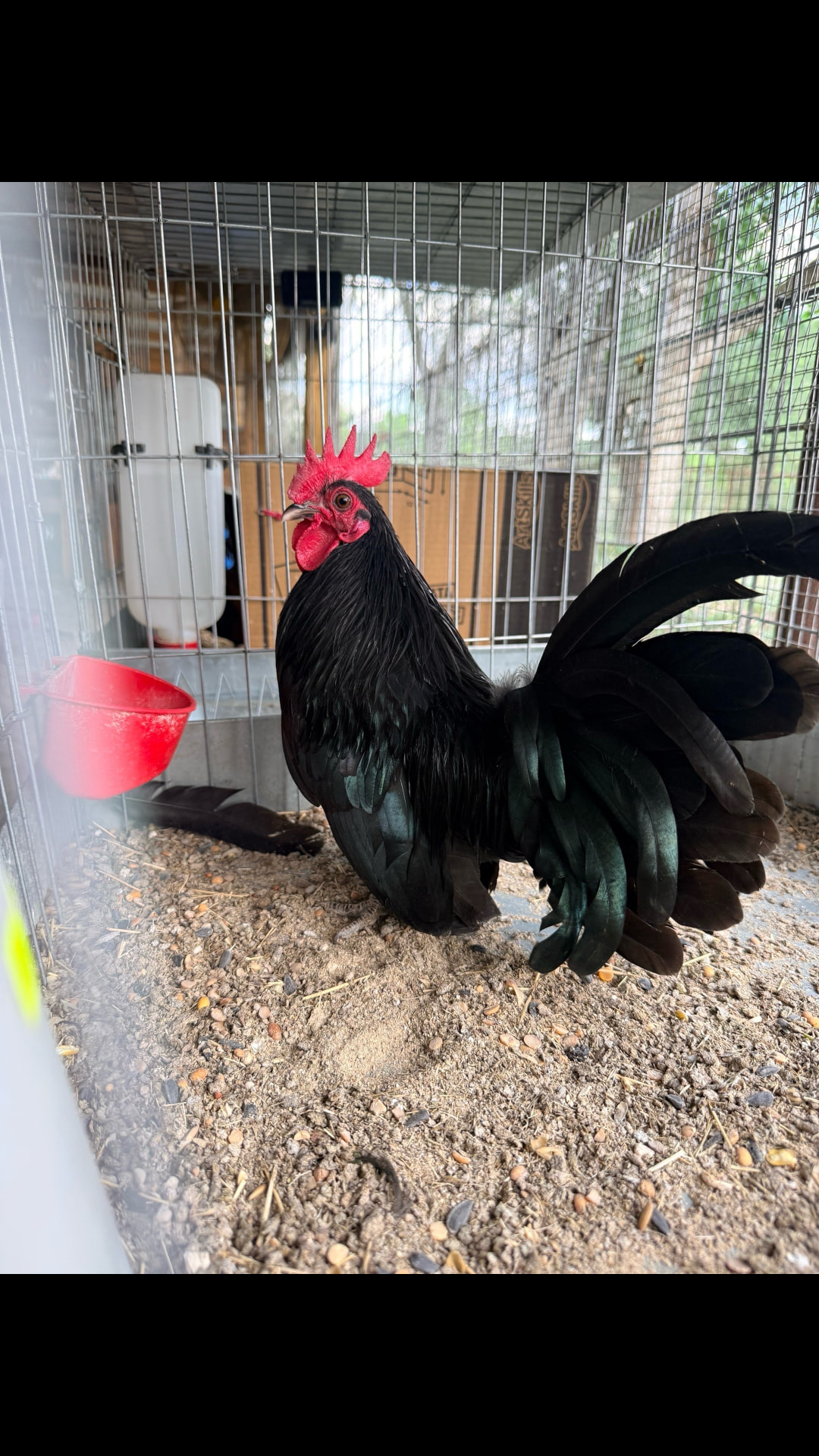 Gallo azteca negro que se rifa en el Criadero 2 Primos